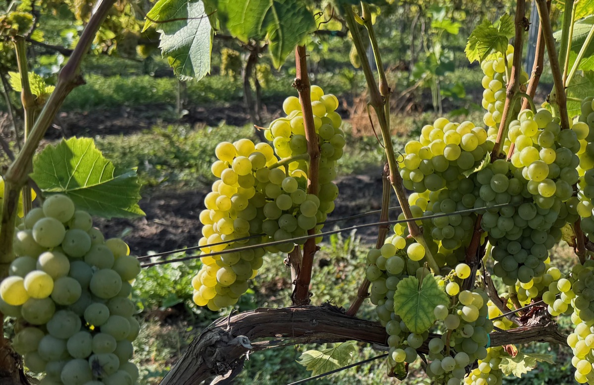 Dojrzewające winogrona w pełnym słońcu w Winnicy Eco Symfonia