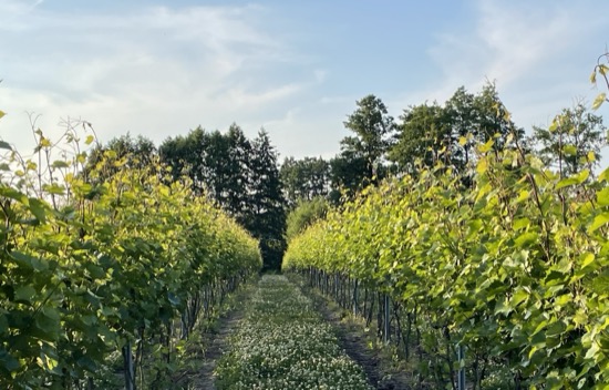 Rzędy winorośli w pełnym słońcu w Winnicy Eco Symfonia