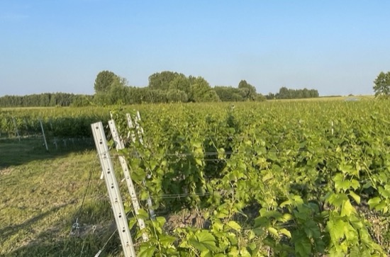 Krajobraz Winnicy Eco Symfonia w Stawie na Lubelszczyźnie