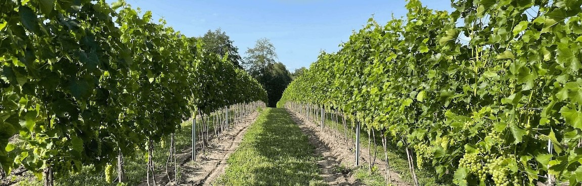 Winnica Eco Symfonia – ekologiczna winnica na Lubelszczyźnie